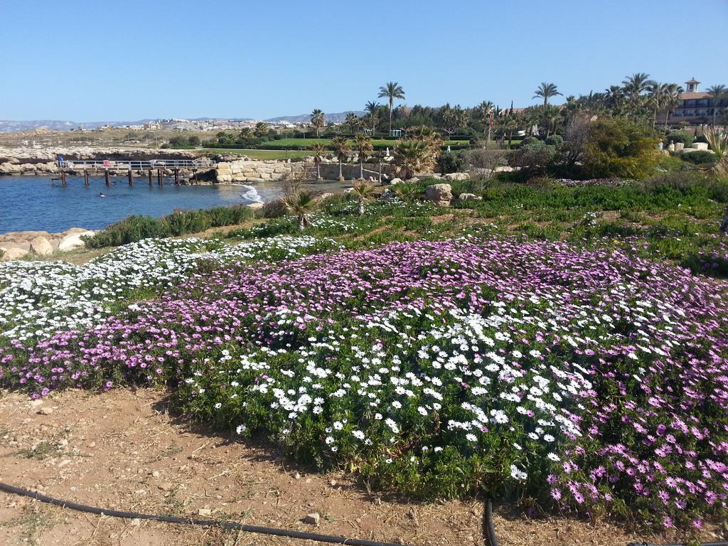 Faros Beach Paphos Eksteriør bilde